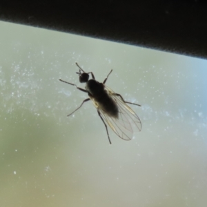 Empididae sp. (family) at Kambah, ACT - 2 Nov 2022