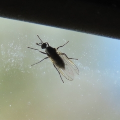 Empididae sp. (family) at Kambah, ACT - 2 Nov 2022