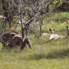 Macropus giganteus at Kambah, ACT - 2 Nov 2022