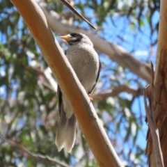 Manorina melanocephala (Noisy Miner) at Mount Taylor - 2 Nov 2022 by RodDeb