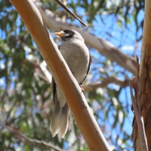 Manorina melanocephala at Kambah, ACT - 2 Nov 2022 11:28 AM