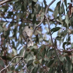 Manorina melanocephala at Kambah, ACT - 2 Nov 2022