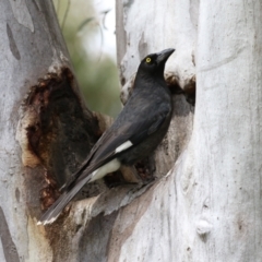 Strepera graculina (Pied Currawong) at Mount Taylor - 2 Nov 2022 by RodDeb