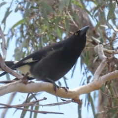 Strepera graculina at Kambah, ACT - 2 Nov 2022 11:22 AM