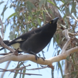 Strepera graculina at Kambah, ACT - 2 Nov 2022 11:22 AM