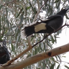 Strepera graculina at Kambah, ACT - 2 Nov 2022 11:22 AM