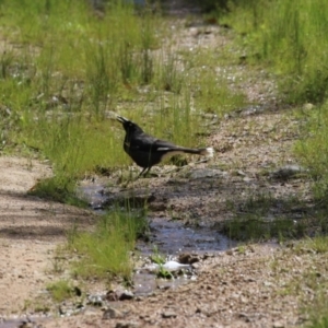 Strepera graculina at Kambah, ACT - 2 Nov 2022