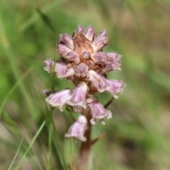 Orobanche minor (Broomrape) at Mount Taylor - 2 Nov 2022 by RodDeb