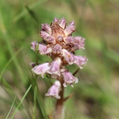 Orobanche minor (Broomrape) at Kambah, ACT - 2 Nov 2022 by RodDeb