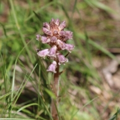 Orobanche minor at Kambah, ACT - 2 Nov 2022 11:36 AM