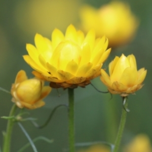 Xerochrysum viscosum at Kambah, ACT - 2 Nov 2022 11:19 AM