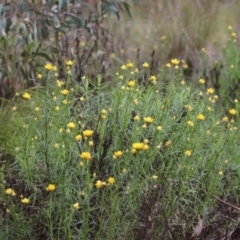 Xerochrysum viscosum at Kambah, ACT - 2 Nov 2022 11:19 AM