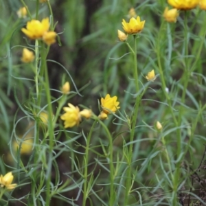 Xerochrysum viscosum at Kambah, ACT - 2 Nov 2022 11:19 AM