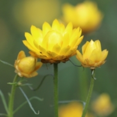 Xerochrysum viscosum at Kambah, ACT - 2 Nov 2022 11:19 AM