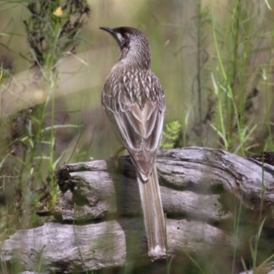 Anthochaera carunculata (Red Wattlebird) at Mount Taylor - 2 Nov 2022 by RodDeb