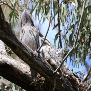 Podargus strigoides at Kambah, ACT - 2 Nov 2022 11:13 AM