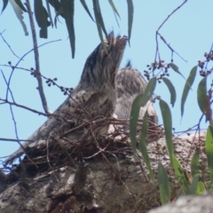 Podargus strigoides at Kambah, ACT - 2 Nov 2022 11:13 AM