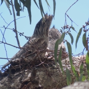 Podargus strigoides at Kambah, ACT - 2 Nov 2022 11:13 AM