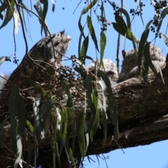 Podargus strigoides at Kambah, ACT - 2 Nov 2022