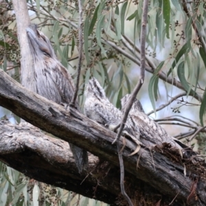 Podargus strigoides at Kambah, ACT - 2 Nov 2022