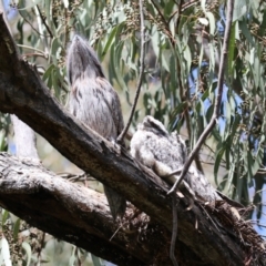 Podargus strigoides at Kambah, ACT - 2 Nov 2022