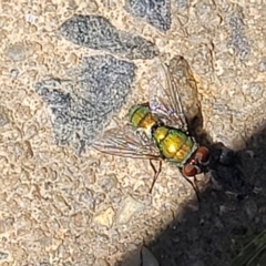 Unidentified True fly (Diptera) at Nambucca Heads, NSW - 3 Nov 2022 by trevorpreston
