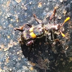 Unidentified Weevil (Curculionoidea) at Nambucca Heads, NSW - 3 Nov 2022 by trevorpreston