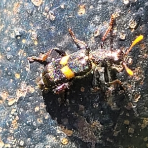 Eleale pulchra at Nambucca Heads, NSW - 3 Nov 2022 11:37 AM