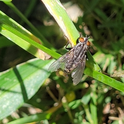 Calyptrate (subsection) (Unidentified house-flies, blow-flies and their allies) at Nambucca Heads, NSW - 3 Nov 2022 by trevorpreston