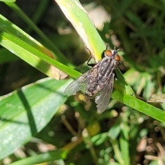 Unidentified True fly (Diptera) (TBC) at - 3 Nov 2022 by trevorpreston