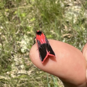 Scoliacma bicolora at Googong, NSW - 3 Nov 2022