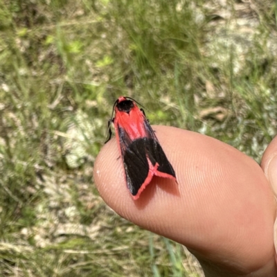 Scoliacma bicolora (Red Footman) at Googong, NSW - 3 Nov 2022 by Wandiyali