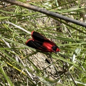 Scoliacma bicolora at Googong, NSW - 3 Nov 2022