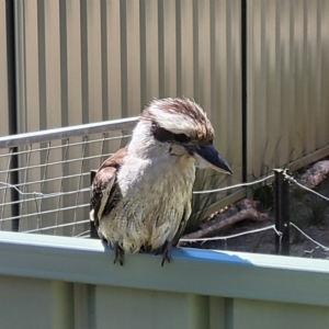 Dacelo novaeguineae at Nambucca Heads, NSW - 3 Nov 2022 02:01 PM