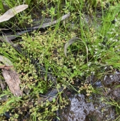 Crassula decumbens var. decumbens (A Stonecrop) at Nicholls, ACT - 3 Nov 2022 by Rosie