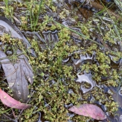 Crassula decumbens var. decumbens at Nicholls, ACT - 3 Nov 2022