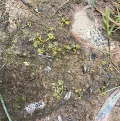 Drosera (genus) (A Sundew) at Nicholls, ACT - 3 Nov 2022 by Rosie