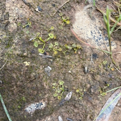 Drosera (genus) (A Sundew) at Nicholls, ACT - 3 Nov 2022 by Rosie