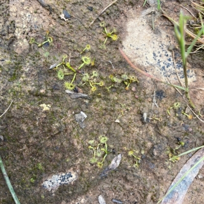 Drosera sp. (A Sundew) at Percival Hill - 3 Nov 2022 by Rosie