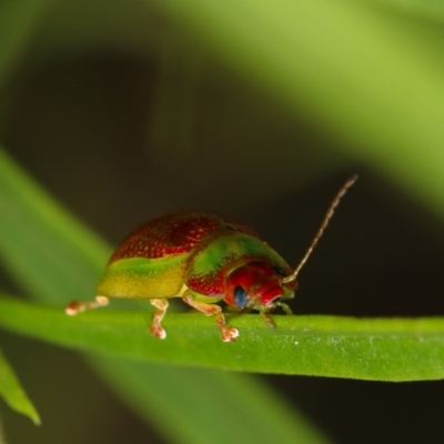 Paropsisterna simsoni (A leaf beetle) at Acton, ACT - 3 Nov 2022 by amiessmacro