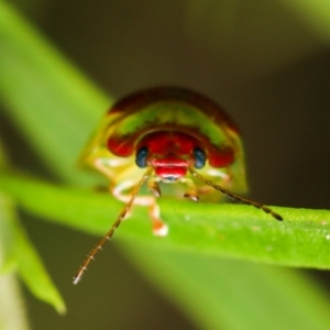 Paropsisterna simsoni at Acton, ACT - 3 Nov 2022