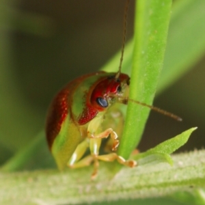 Paropsisterna simsoni at Acton, ACT - 3 Nov 2022