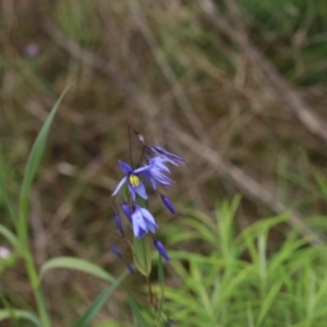 Stypandra glauca at Bruce, ACT - 3 Nov 2022