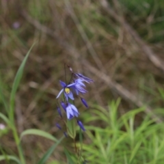 Stypandra glauca (Nodding Blue Lily) at Black Mountain - 3 Nov 2022 by amiessmacro