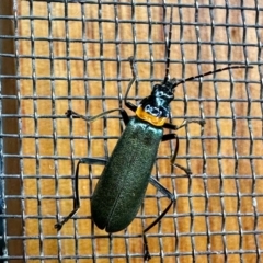 Chauliognathus lugubris (Plague Soldier Beetle) at Aranda, ACT - 2 Nov 2022 by KMcCue