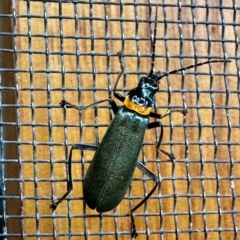Chauliognathus lugubris (Plague Soldier Beetle) at Aranda, ACT - 1 Nov 2022 by KMcCue