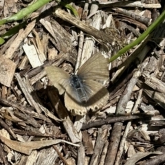 Lampides boeticus (Long-tailed Pea-blue) at GG182 - 3 Nov 2022 by KMcCue