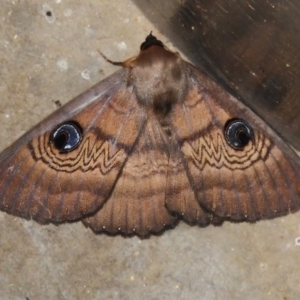 Dasypodia selenophora at Paddys River, ACT - 2 Nov 2022 12:44 PM