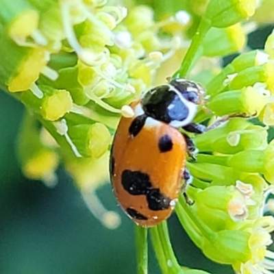 Hippodamia variegata (Spotted Amber Ladybird) at Nambucca Heads, NSW - 3 Nov 2022 by trevorpreston