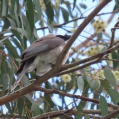 Philemon corniculatus (Noisy Friarbird) at Wanniassa, ACT - 2 Nov 2022 by RodDeb